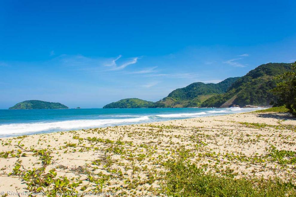 Imagem da vegetação avançando nas areias da Praia do Puruba em Ubatuba.